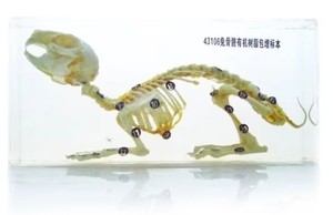 HZMIM <strong>rabbit</strong> <strong>skeleton</strong> <strong>model</strong> teaching medical science advanced pvc human foot joint <strong>skeleton</strong> <strong>model</strong> smhz01 - Product Image 3