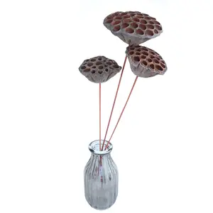 Hotsale Natural Real Dried Lotus Flower Seedpod for Home Arrangement Art Exhibition