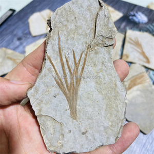 Fósil de Liaoningocladus Boii, Especímen Vegetal del Cretácico Temprano para Estudio Geológico, Exhibición Paleontológica en Casa, Fósil de Planta de la Rama Liaoning - Product Image 5