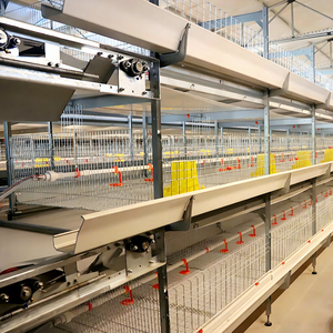 Automatic Manure Removal <strong>Reduce</strong> Labor <strong>Cost</strong> Modular Design Custom Size Battery Cages for Broiler <strong>Chicken</strong> House - Product Image 1