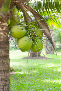 工場供給 純天然ココナッツプロテインパウダー 90% たんぱく質 ココナッツパウダー 食品グレード - Product Image 3