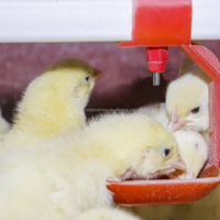 Abreuvoir automatique YYC pour poulets pondeuses et volailles en cage, système d'abreuvement pour élevages avicoles