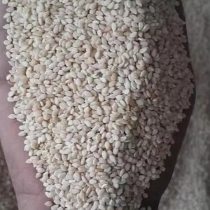 เมล็ดงาขาวพรีเมียม 100% ธรรมชาติ คุณภาพดี อายุการเก็บรักษายาวนาน สำหรับส่งออกขายส่ง - Product Image 1