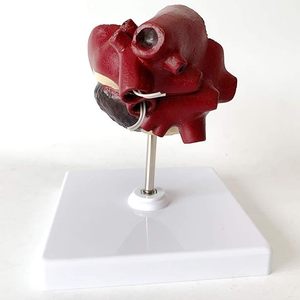 Modelo de Anatomía Visceral Animal Yulin YL2-70003 para la Enseñanza de Patologías Viscerales en Perros, Modelo de Corazón con <span class=keywords><strong>Dirofilaria</strong></span> Immitis - Product Image 5