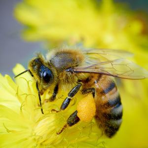 Miele-<span class=keywords><strong>miel</strong></span> <span class=keywords><strong>100</strong></span>% <span class=keywords><strong>natural</strong></span>, <span class=keywords><strong>miel</strong></span> europea estándar, venta al por mayor a Turquía - Product Image 3