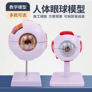 Ojo humano ampliado de 3x a 6x; Estructura y anatomía del ojo; modelo de enseñanza médica. - Product Image 1
