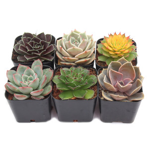 Paquete Variado de Suculentas Rosette Coloridas, Exhibición de Suculentas con Surtido de Echeveria Sempervivum en Macetas de 2 Pulgadas - Product Image 1