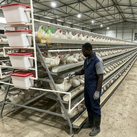 Cage à poules pondeuses à 4 niveaux de type A, capacité 128 poules, cage d'élevage pour poulets pondeurs pour ferme avicole au Kenya à prix compétitif