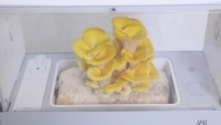 Kit de culture de champignons 61 unités à faible coût Boîte Irrigation et équipement hydroponique