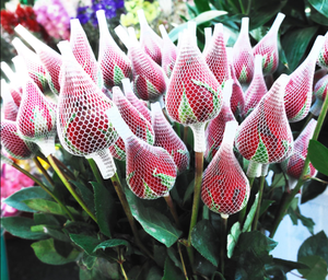 Malla Protectora para Capullos de Rosa Crystal Pack, Red para Envolver y Empacar Capullos de Rosa, Ideal para Floristería/Ramos/Decoración Floral - Product Image 4