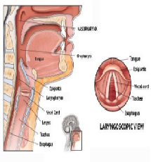 2025 Hete Verkoop Diode Laser 980 + 1470nm Oor Neus En Keel Behandeling Dual Golflengte Machine Otorhinolaryngology - Product Image 6