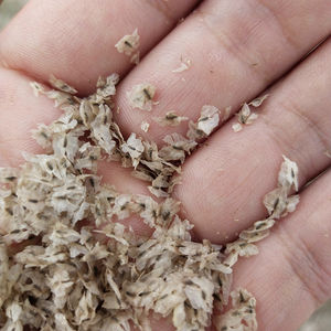 Paulownia <span class=keywords><strong>hybride</strong></span> de haute qualité, nouvelle récolte, variété 9501, espèces à vendre - Product Image 3