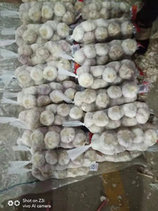 2025 Trung Quốc Hữu Cơ Trang Trại Của Màu Trắng Tinh Khiết Tươi <span class=keywords><strong>Solo</strong></span> 3P Bóc Vỏ Tỏi Thực Phẩm Cấp Cách Sử Dụng - Product Image 6