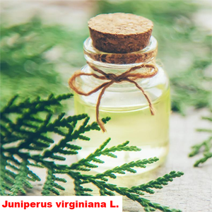 Doğu kırmızı Juniperus Virginiana sedir ağacı damıtma yağı toplu tedarikçisi, 1kg organik Virginia Cedarwood uçucu yağ 100 saf - Product Image 2