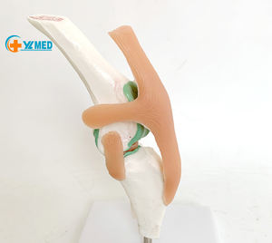 Hunde kniegelenk modell Stadien des Osteoporose modells für Hunde - Product Image 1