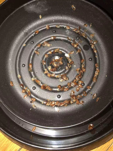 Trampa para chinches de cama de Material PP de alta calidad para el Control de plagas - Product Image 6