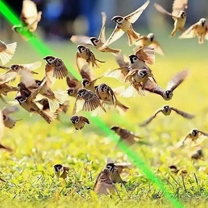 Dispositivo Disuasorio de Aves con Patrones Aleatorios, Repelente Láser para Aves Agrícolas, Ángulo de Divergencia de 180°, Cubre 3000-5000 m² Metros - Product Image 3