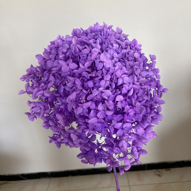 Pourpre