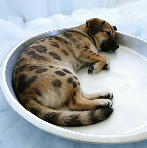 アルミ＆ステンレス製ペットベッド - 猫と犬のための耐久性のある冷却設計、夏用、取り外し可能＆洗濯可能、屋内/屋外兼用 - Product Image 2