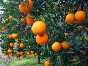 High Capacity Fresh Orange Juice Processing Line Fruit Production