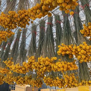 Fleur séchée Craspedia Globosa (Boule dorée) de l'usine du Yunnan pour la décoration de mariage - Product Image 3