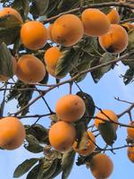 Poudre d'extrait de kaki de haute qualité, qualité alimentaire