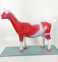 Modelo de Anatomía de Cabra de Fabricación Profesional, Modelo de Disección de Oveja y Cabra Desmontable con Músculos y Órganos para Educación Veterinaria