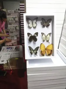 Tamanho personalizado e tampa de vidro da cor da caixa de exibição do inseto entomológico de madeira preta da borboleta com pano de amarração do livro