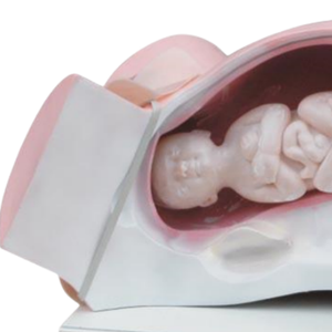 نموذج العلوم الطبية من ADA للتسليم ونموذج دورة التسليم لأداة التدريس الطبية لعرض المرض - Product Image 3