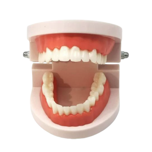 Vente en gros <span class=keywords><strong>de</strong></span> modèles dentaires standard TIANLIAN modèle dentaire en résine pour l'enseignement des dents <span class=keywords><strong>de</strong></span> <span class=keywords><strong>beauté</strong></span> modèle dentaire oral - Product Image 4