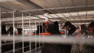 Jaula para Gallinas Ponedoras de Acero, Tipo <span class=keywords><strong>A</strong></span>, Portátil y Automática, para 4000 Aves, Diseño para Granjas Avícolas, Venta para Granjas en Ghana <span class=keywords><strong>a</strong></span> <span class=keywords><strong>Precio</strong></span> de Fábrica - Product Image 4