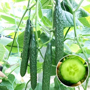 Pepino Seco en Bolsa con 1 Año <span class=keywords><strong>de</strong></span> Vida Útil - Product Image 1
