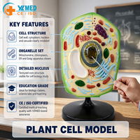 Modelo de Célula Vegetal con Amplificación de Orgánulos, Certificado ISO, Ayuda Profesional de Biología, Modelo de Enseñanza de Biopelículas para el Aula de Ciencias