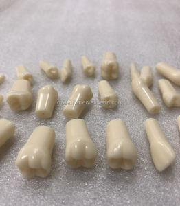 Tipodonto Dentale con Denti Permanenti a Radici Diritte per <span class=keywords><strong>Pratica</strong></span> Studentesca - Product Image 2