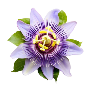 Flor de la Pasión Natural Seca, Ingrediente Botánico Herbal para Relajación, Té Herbal, Remedios de Bienestar, Apoyo para el Estrés - Product Image 1