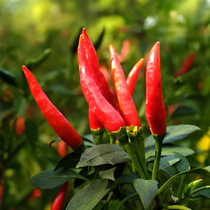 Lan Chi gochugaru cay ớt và sốt cà chua với tỏi trong Mason Jar Túi trống bao bì số lượng lớn - Product Image 5