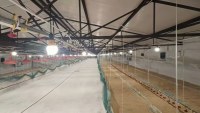 Nouvelle ampoule LED pour volailles avec variateur d'intensité, garantie 1 an, pour poulaillers de poulets de chair et de poules pondeuses
