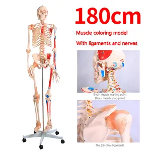 ADA-A1002 180cm PVC <strong>Full</strong> Body Model of Human Muscle Skeleton with Ligament for School Teaching in Medical Science - Product Image 2