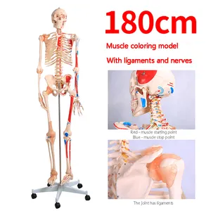 ADA-A1002 الإنسان العلوم الطبية 180 سنتيمتر حية كامل الجسم الملونة العضلات قالب هيكل عظمي مع الرباط نموذج للتدريس