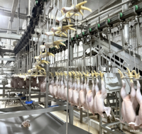 Ligne de production d'abattage et de transformation de volailles, capacité de 2000 oiseaux par heure