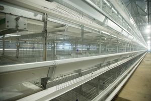 Equipo <span class=keywords><strong>de</strong></span> Avicultura para Jaulas Automáticas Tipo H para 40000 <span class=keywords><strong>Gallinas</strong></span> Ponedoras y Jaulas <span class=keywords><strong>de</strong></span> Batería para 30000 Pollos - Product Image 4