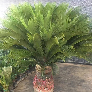 Palmera Sago de Primera Calidad para Decoración de Interiores, Palmeras Cycas Perennes, Bonsái, Plantas Ornamentales Vivas para Exteriores, Venta al por Mayor - Product Image 1