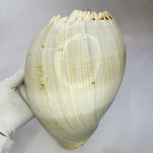 Hot Bán tự nhiên vàng vỏ ốc sáng tạo trang trí item cho bể cá aquariums mẫu bộ sưu tập - Product Image 2