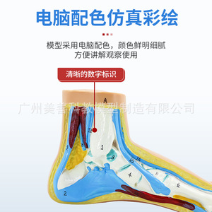 Modèle de pied normal, modèle de pied plat, modèle de genou arqué, modèle de pathologie du pied, modèle d'anatomie musculaire du pied humain - Product Image 2