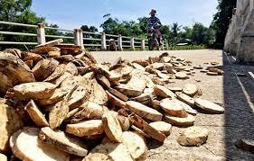 มันสำปะหลังอบแห้งหั่นเป็นแผ่นสีขาว 100% ผลผลิตใหม่ บรรจุภัณฑ์แบบขายส่ง ไดเอินบีเอน เวียดนาม อายุการเก็บรักษา 2 ปี - Product Image 4