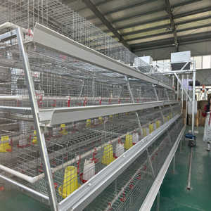 <span class=keywords><strong>Cage</strong></span> à poules pondeuses de type A, cages pour poules pondeuses, <span class=keywords><strong>cage</strong></span> à poules pondeuses en acier galvanisé à chaud semi-automatique pour 100 à 500 oiseaux - Product Image 4