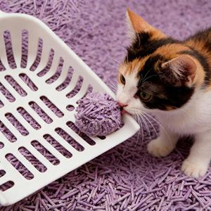 Bac à litière pour chat en tofu avec charbon actif, bois, amidon de maïs, biodégradable, écologique, jetable dans les toilettes, sans blocage - Product Image 1