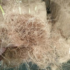 3000Pcs elektrikli çift davul hindistan cevizi fiber makinesi hindistan cevizi lifi hindistan cevizi Defibering makinesi fiyat - Product Image 6