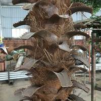 Types d'exportation de palmiers royaux artificiels à Dubaï, palmiers de jardin en fibre optique préservés à vendre en extérieur