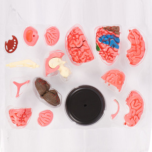 Modèle d'anatomie médicale 3D pour enfants, squelette humain assemblable et amovible, ensemble complet d'organes squelettiques du corps - Product Image 4